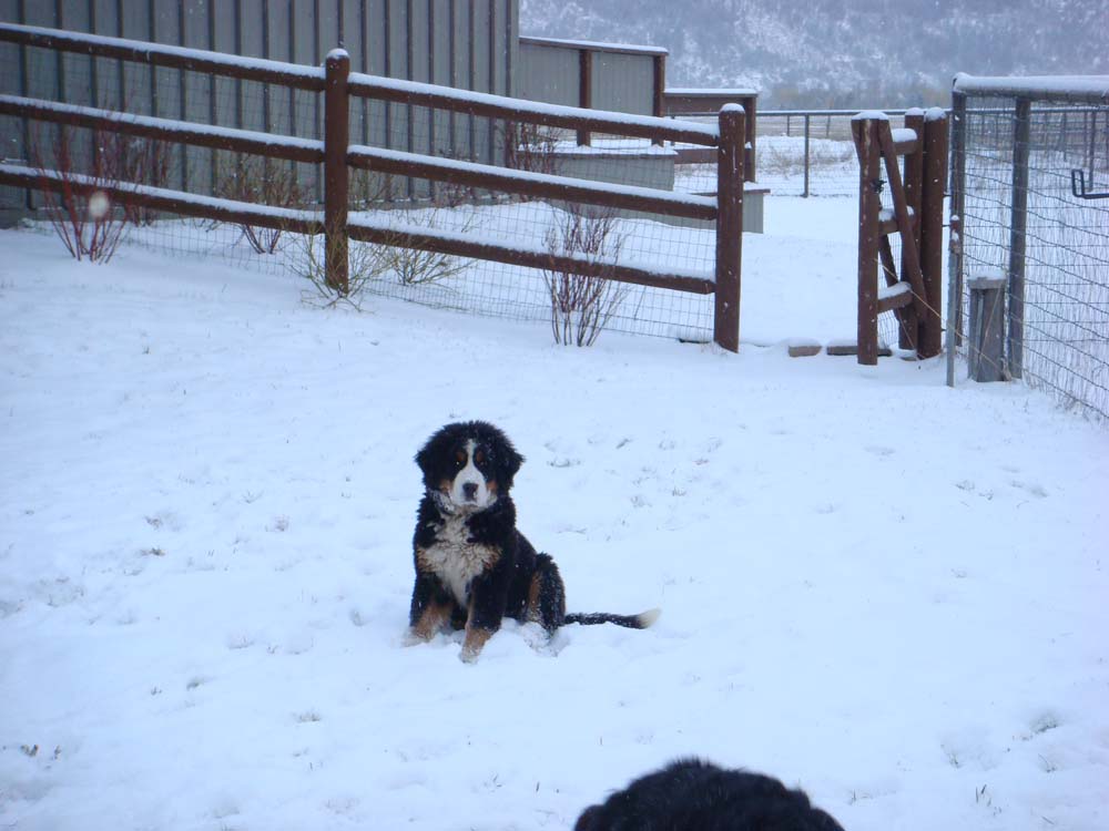 Gigi bernese